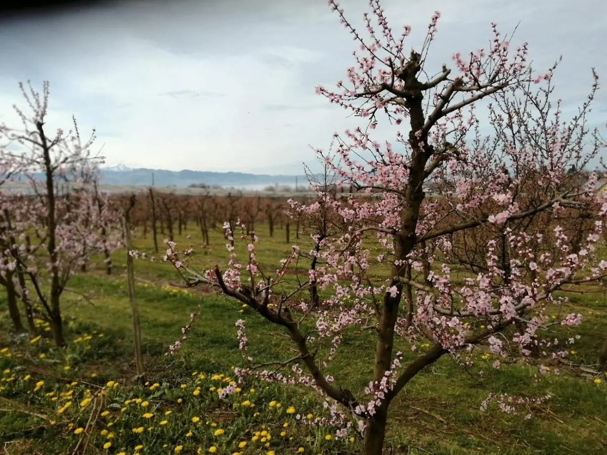 Apartment Ferienwohnung Hengnau In Wasserburg Am Bodensee